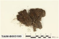 藏品(葉蘚科)的圖片